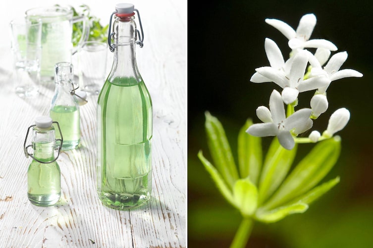 Waldmeister-Sirup, Waldmeister-Blüte