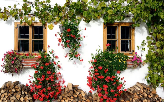 Garten, Wilder Wein, Kletterpflanzen, Hauswand