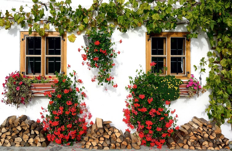 Garten, Wilder Wein, Kletterpflanzen, Hauswand