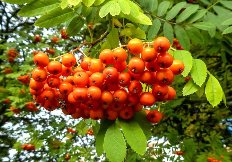 Garten, Pflanzenporträt, Beeren, Vogelbeere