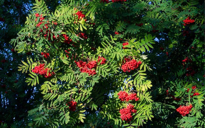 Garten, Pflanzenporträt, Beeren, Vogelbeere