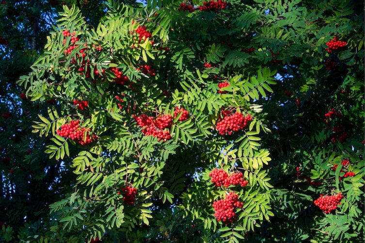 Garten, Pflanzenporträt, Beeren, Vogelbeere