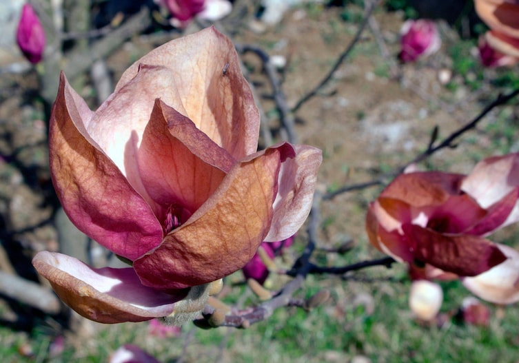 An den braunen Stellen auf der Magnolienblüte erkennt man den Frostschaden.