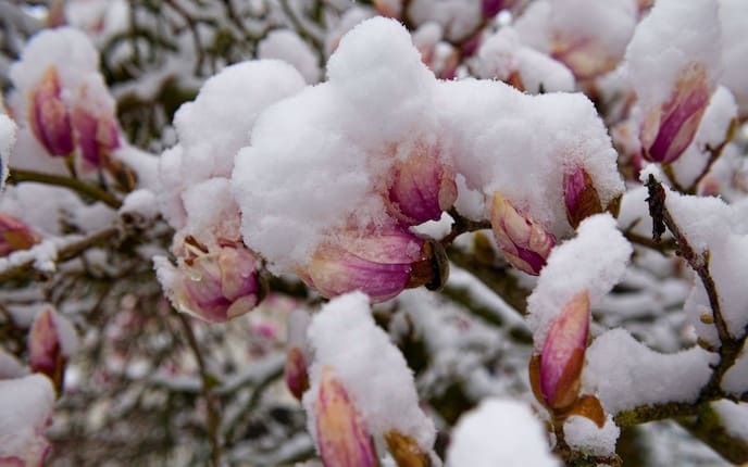 Magnolienblüten, Schnee, Wintereinbruch im frühling