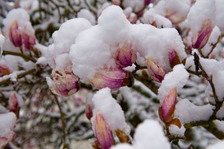 Magnolienblüten, Schnee, Wintereinbruch im frühling
