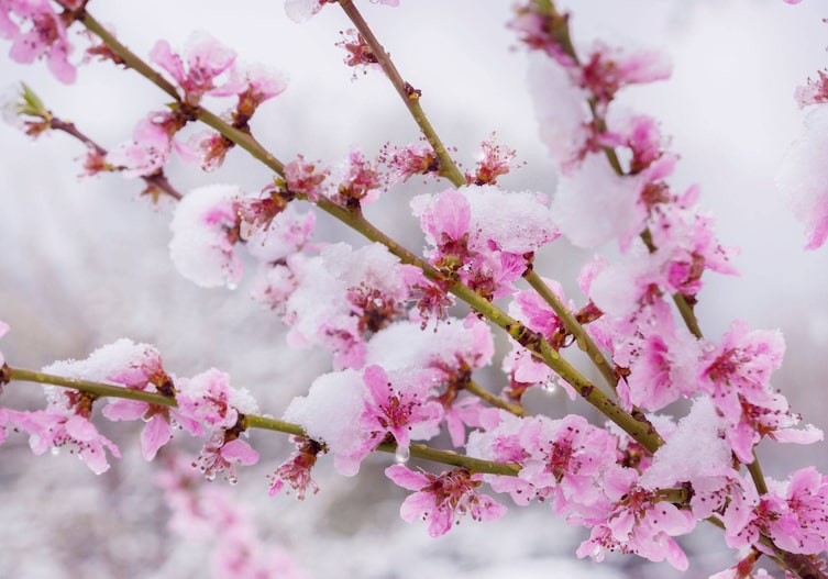 Schnee im Frühling, Pfirsichblüten, Wintereinbruch