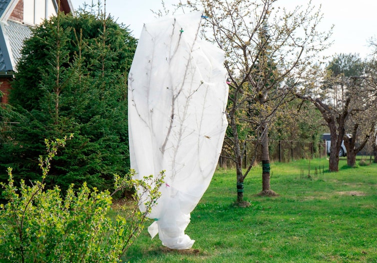 Hier schützt ein Vlies den Obstbaum vor einem Wintereinbruch und möglichen Frostschäden.