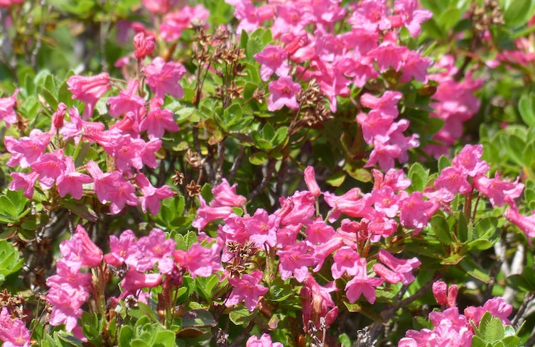 Pflanzenporträt, Naturwissen, Gartenwissen, Alpenrose
