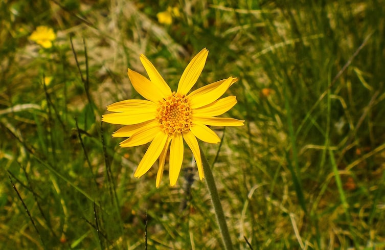 Pflanzenporträt, Naturwissen, Gartenwissen, Arnika