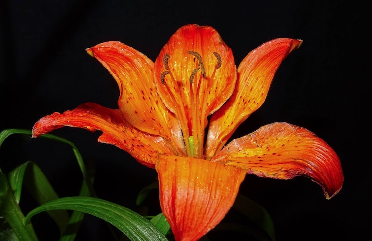 Pflanzenporträt, Naturwissen, Gartenwissen, Feuerlilie