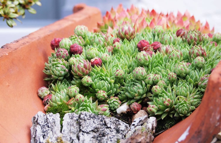 Pflanzenporträt, Naturwissen, Gartenwissen, Hauswurz