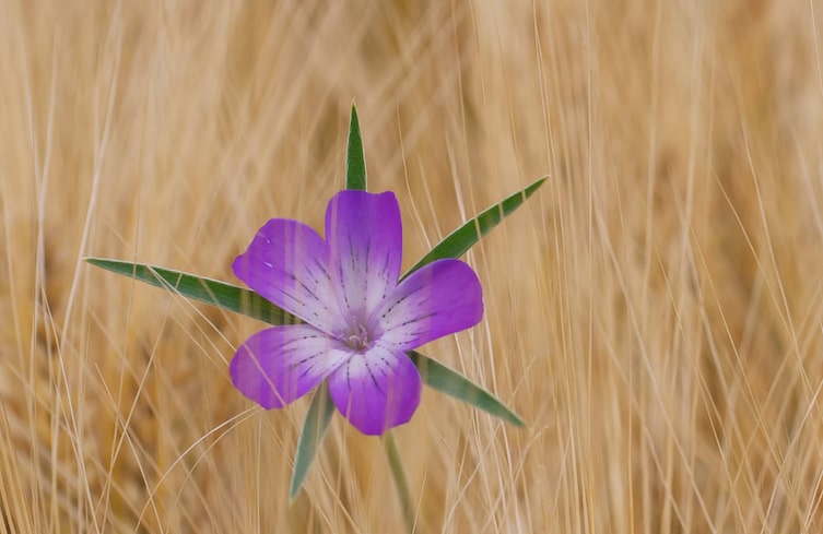 Pflanzenporträt, Naturwissen, Gartenwissen, Konrade