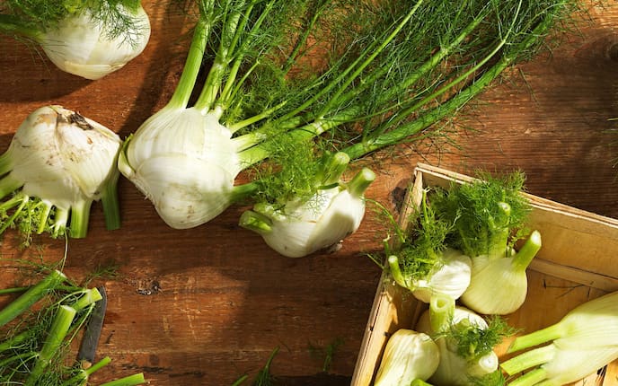Pflanzenporträt, Gartenwissen, Fenchel