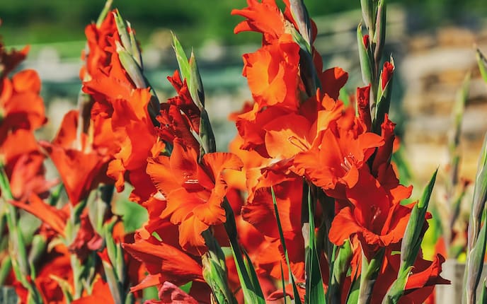 Gladiole, Schwertliliengewächs, Garten-Gladiole, Blume, Gartenwissen, Pflege, Standort