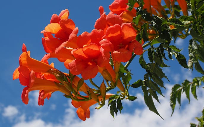 Pflanzenporträt, Garten, Gartenwissen, Trompetenblume