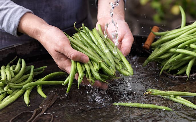 Fisolen, Grüne Bohnen, Garten