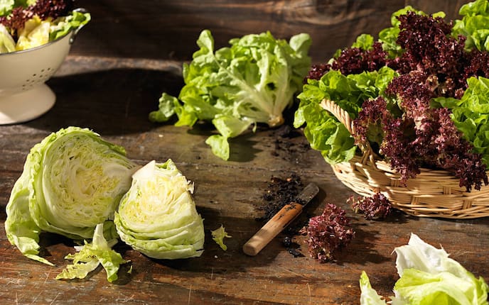 Salat, Schneidebrett, Pflanzenporträt, Salat anbauen