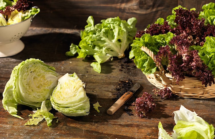 Salat, Schneidebrett, Pflanzenporträt, Salat anbauen
