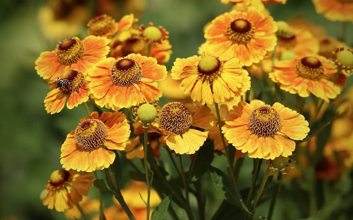 Pflanzenporträt, Sonnenbraut, Blume