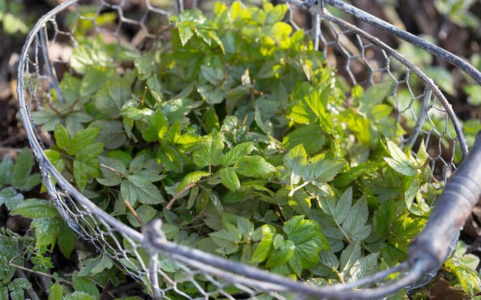 Erntefrisch, April, Giersch