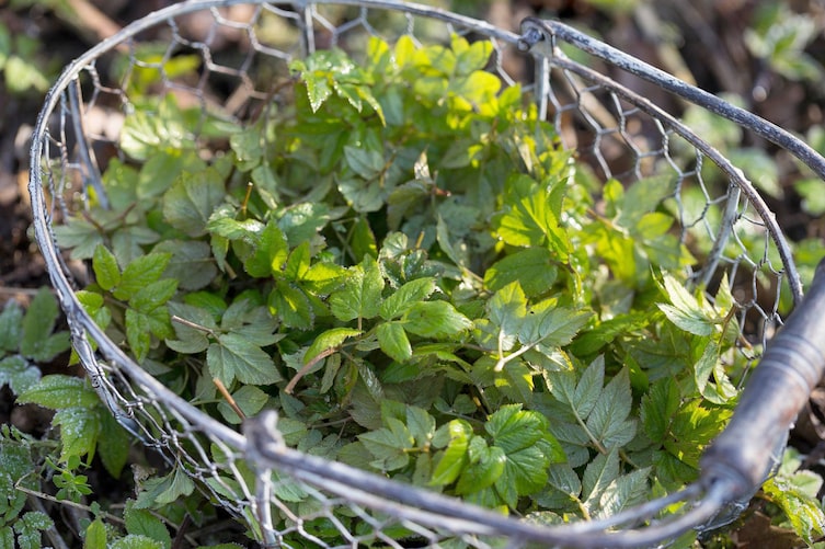 Erntefrisch, April, Giersch