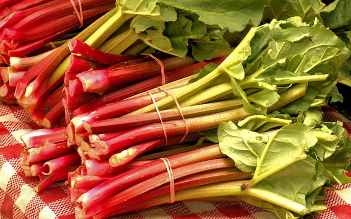 Erntefrisch, April, Rhabarber, Garten, Servus