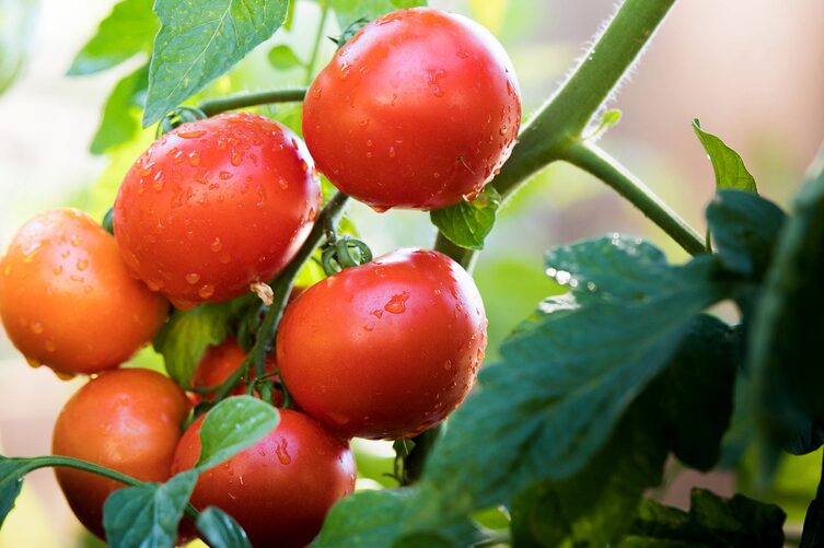 Tomaten (Bild: Pixabay)