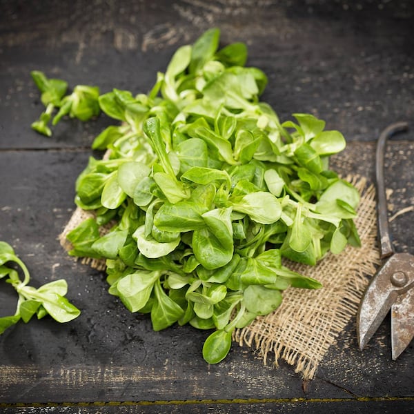 Vogerlsalat, Feldsalat, frischer Salat, Salat