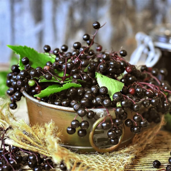Holunderbeeren