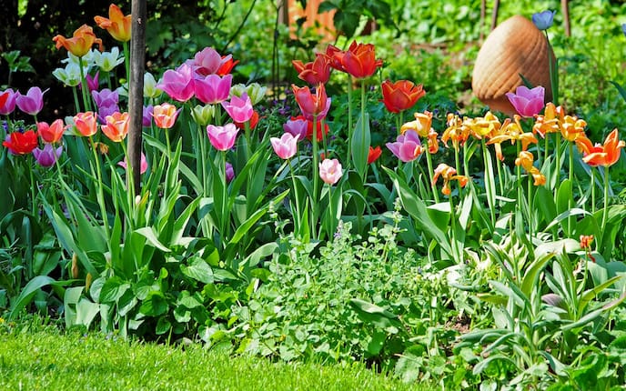 Garten, Gartenarbeit, April, Tulpen