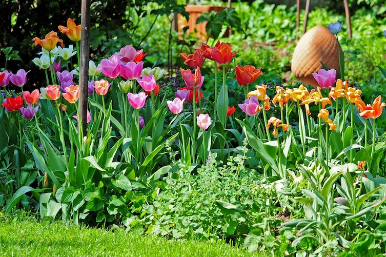 Garten, Gartenarbeit, April, Tulpen