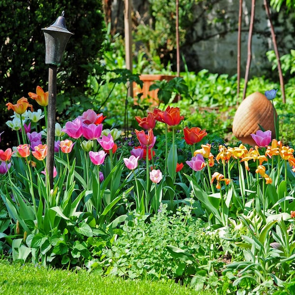 Garten, Gartenarbeit, April, Tulpen