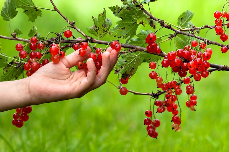 Ribiseln ernten (Bild: Thinkstock)