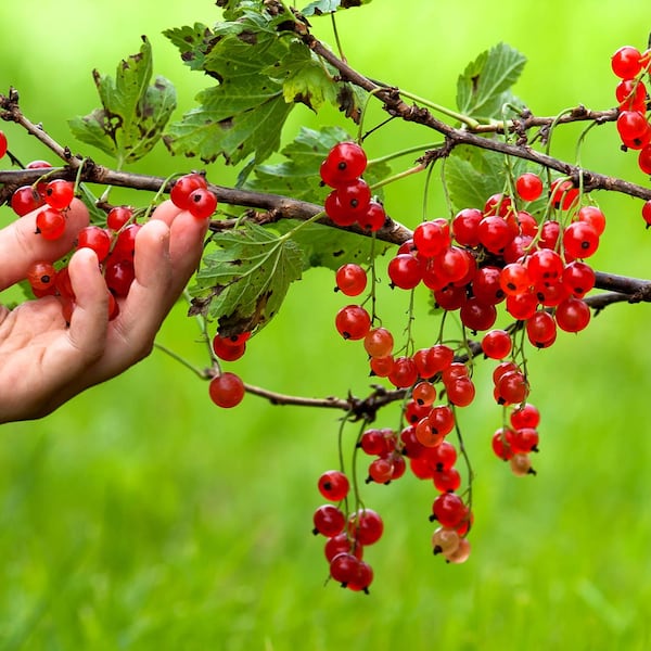 Ribiseln ernten (Bild: Thinkstock)