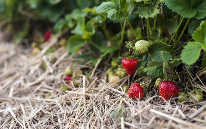 Gartenarbeit im Juni: Erdbeeren mit Stroh schützen (Bild: Mauritius Images)