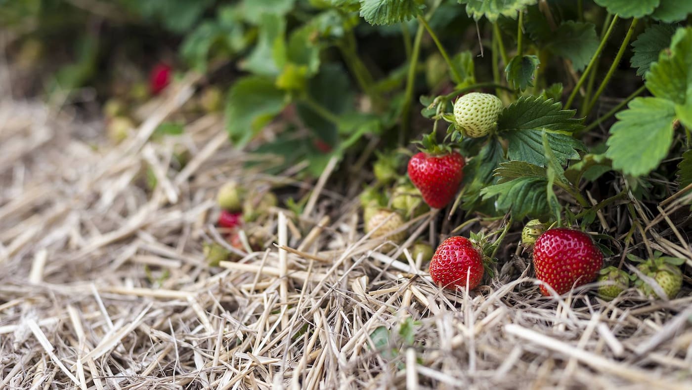 Gartenarbeit im Juni: Erdbeeren mit Stroh schützen (Bild: Mauritius Images)