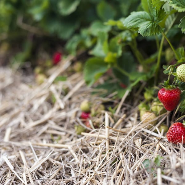 Gartenarbeit im Juni: Erdbeeren mit Stroh schützen (Bild: Mauritius Images)