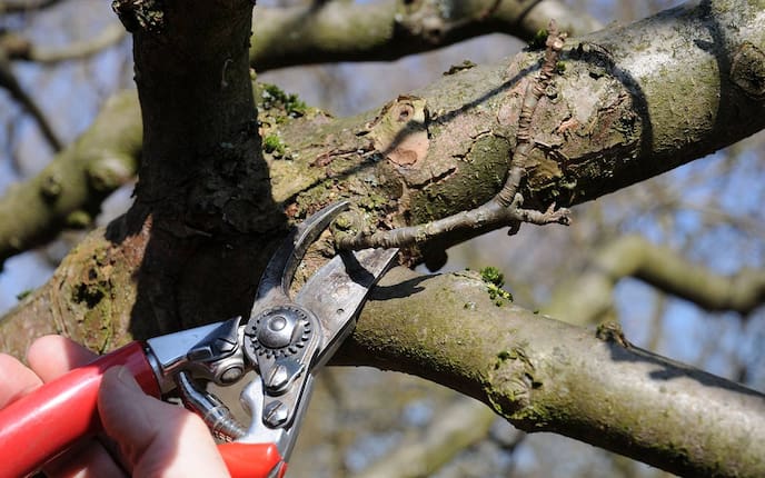 Obstbaum schneiden, Obstbaumschnitt, Obstbaumschule