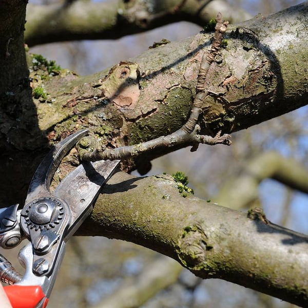 Obstbaum schneiden, Obstbaumschnitt, Obstbaumschule