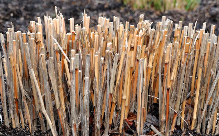 Ziergräser richtig schneiden, Ziergräser Pflege, Ziergräser überwintern