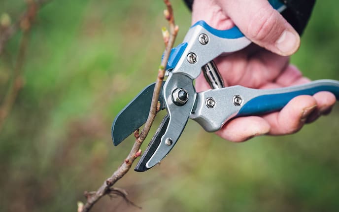 Ribiselstrauch, Servus, Garten