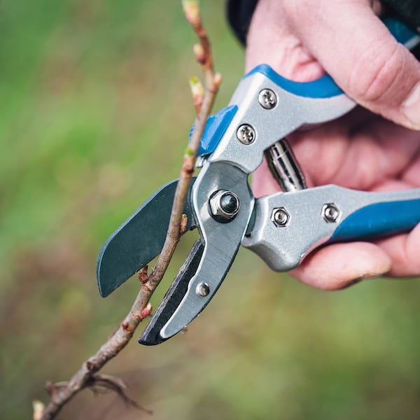 Ribiselstrauch, Servus, Garten