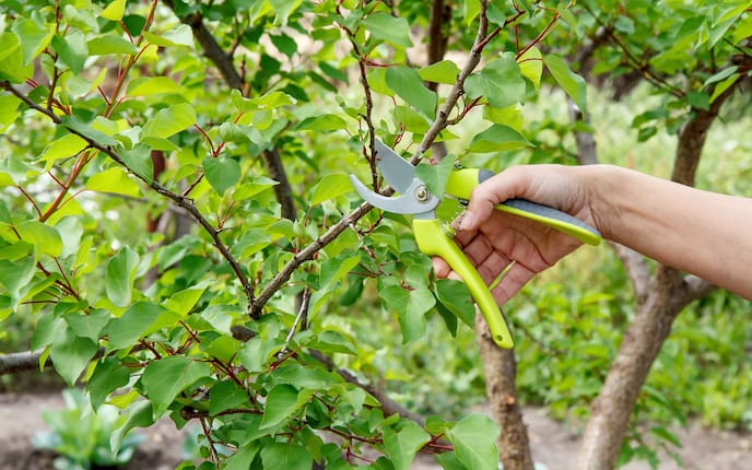 Marillenbaum schneiden, Baumschnitt, Baum richtig schneiden, Obstbaum schneiden