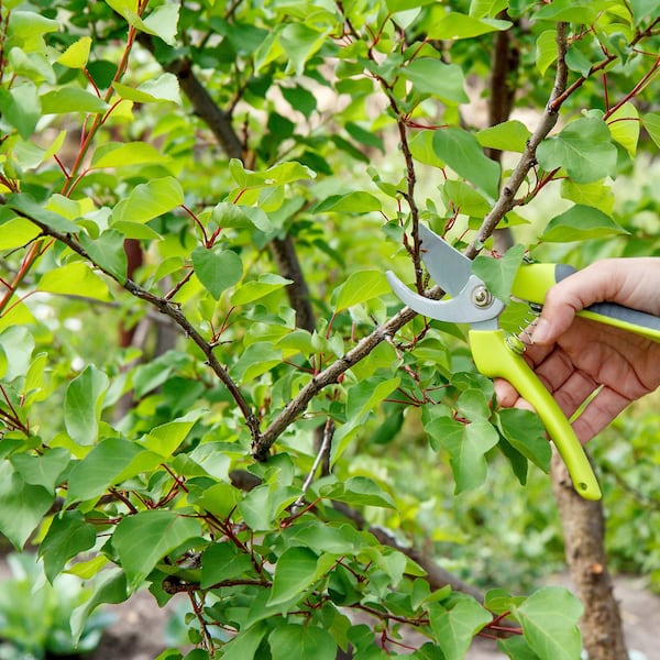 Marillenbaum schneiden, Baumschnitt, Baum richtig schneiden, Obstbaum schneiden