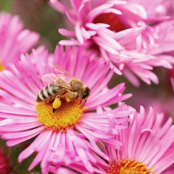 Garten, Bienen
