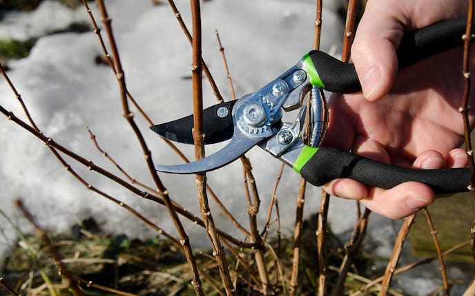 Strauch stutzen, Garten, Servus