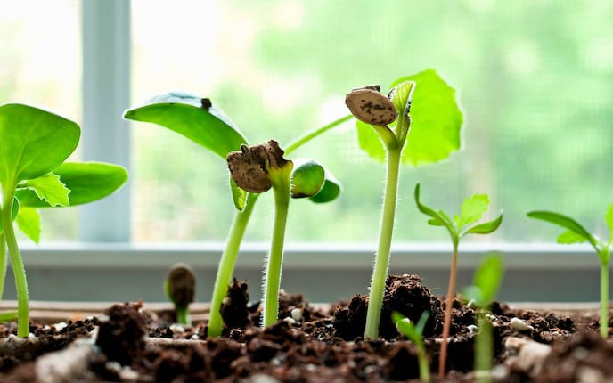 Gärtnern am Fensterbrett, Pflanzen ziehen