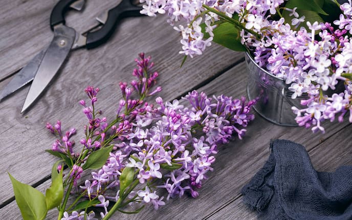 Flieder für die Vase (Bild: Mauritius Images)