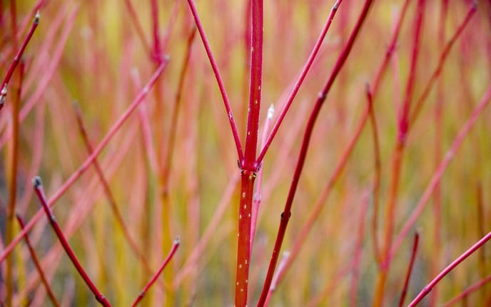 Roter Hartriegel schneiden, Garten, Servus