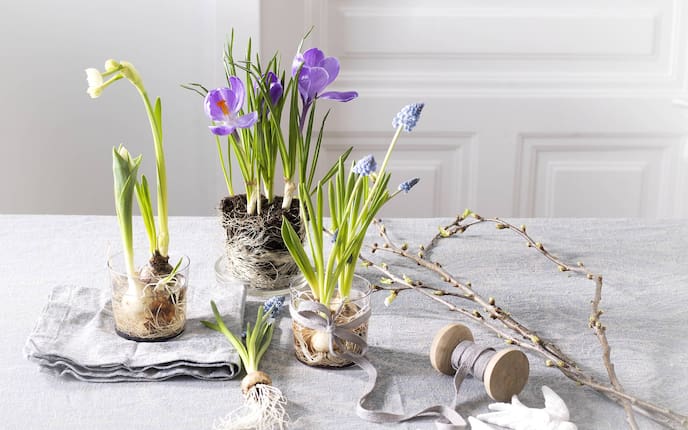 Blumenzwiebel richtig auspflanzen, Blumenzwiebel einsetzen, Blumenzwiebel pflanzen